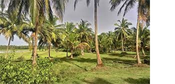 Agricultural/Farm Land for Sale in Polpully, Palakkad (176 Cent)