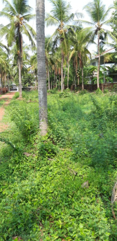12 Cent Residential Plot for Sale in Alathur, Palakkad