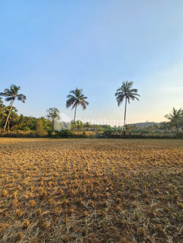 Residential Plot for Sale in Pattambi, Palakkad (19 Cent)