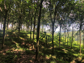 Residential Plot for Sale in Ottapalam, Palakkad (73.50 Cent)