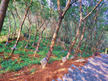 Residential Plot for Sale in Kongad, Palakkad (9 Acre)