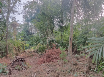 Residential Plot for Sale in Kuzhalmannam, Palakkad (24 Cent)