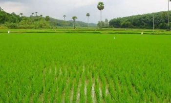 Agricultural/Farm Land for Sale in Kanimangalam, Palakkad (50 Cent)