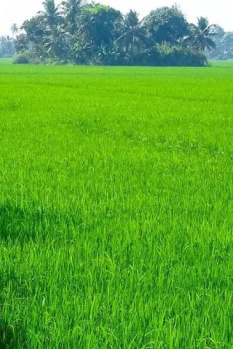 Residential Plot for Sale in Kanimangalam, Palakkad (50 Cent)