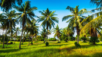 Residential Plot for Sale in Kozhinjampara, Palakkad (91476 Sq.ft.)
