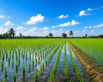 Residential Plot for Sale in Alathur, Palakkad (42 Cent)