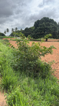 Agricultural/Farm Land for Sale in Chikkaballapur, Bangalore (100 Acre)