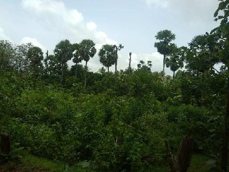 31 Cent Residential Plot for Sale in Kozhinjampara, Palakkad
