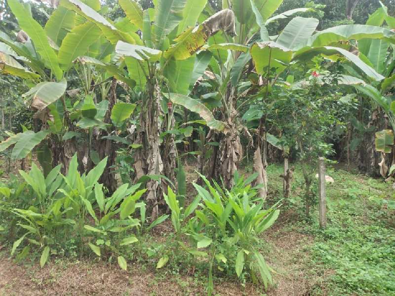 8 Cent Residential Plot for Sale in Pattambi, Palakkad