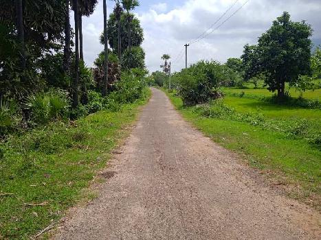 33 Cent Residential Plot for Sale in Velanthavalam, Palakkad