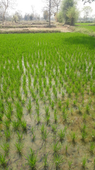 56 Cent Agricultural/Farm Land for Sale in Alanganallur, Madurai