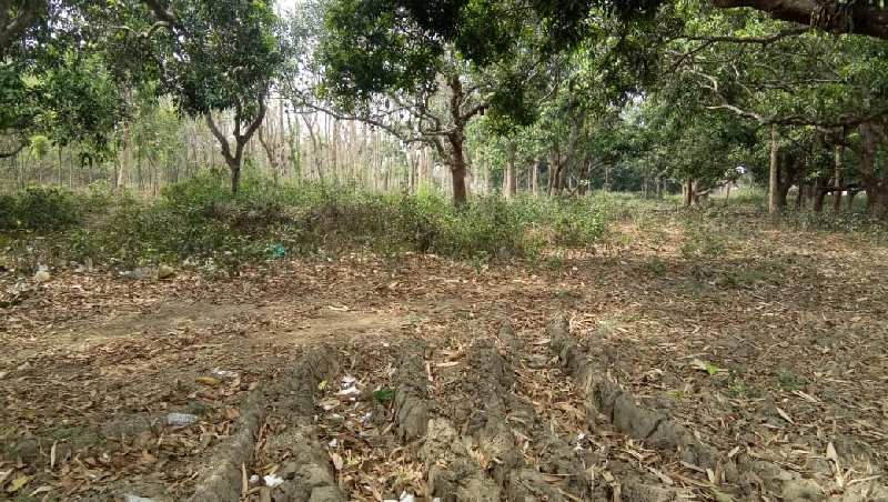 7 Bigha Commercial Lands /Inst. Land for Sale in Court Para, Ranaghat