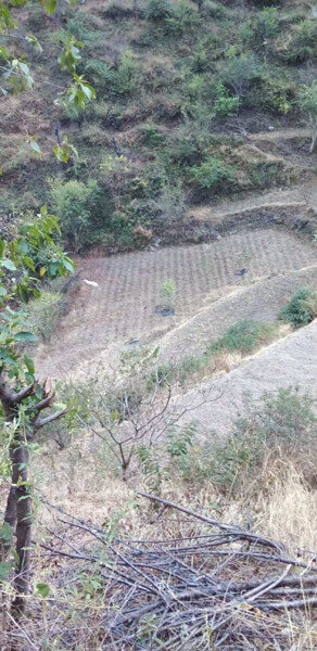 33 Bigha Agricultural/Farm Land for Sale in Mashobra, Shimla