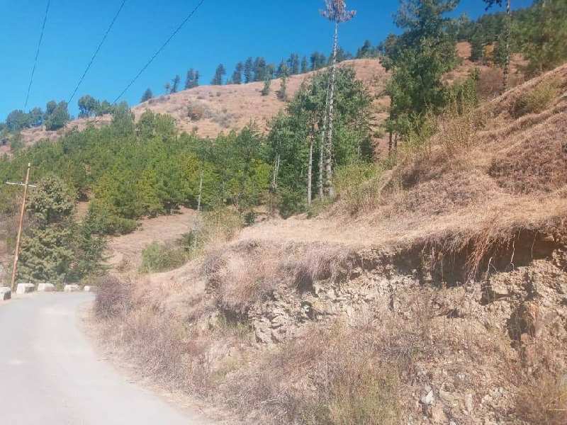 9 Bigha Agricultural/Farm Land for Sale in Theog, Shimla