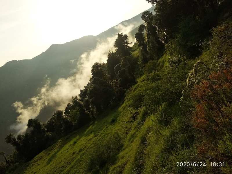 4 Bigha Agricultural/Farm Land for Sale in Chail, Shimla