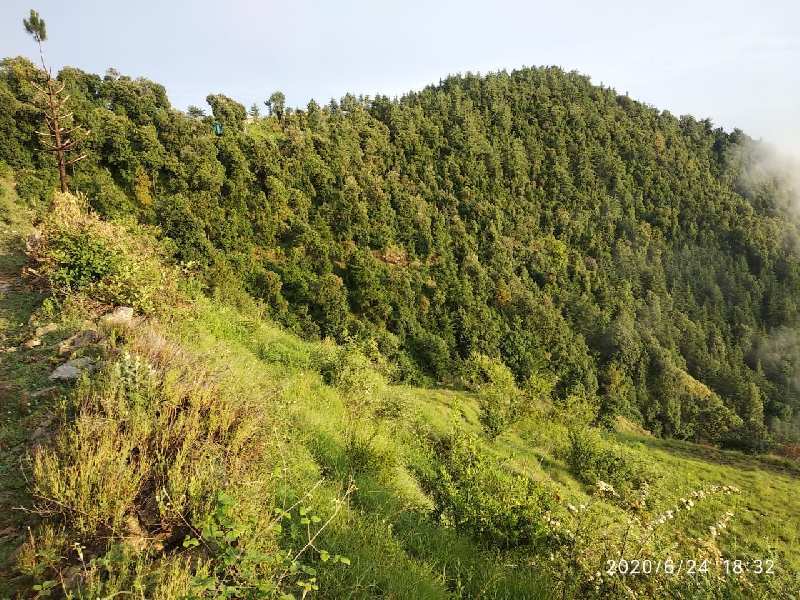 4 Bigha Agricultural/Farm Land for Sale in Chail, Shimla