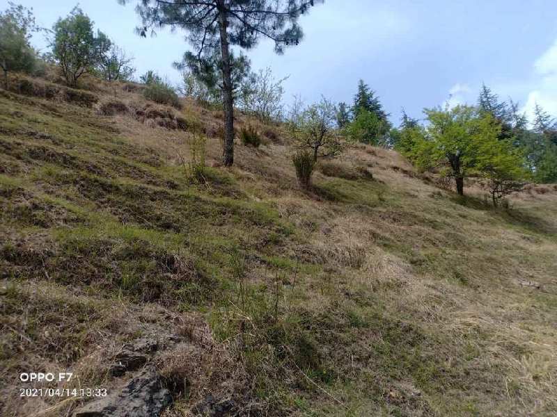 50 Biswa Agricultural/Farm Land for Sale in Theog, Shimla