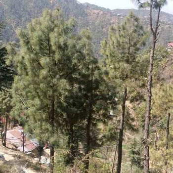 Property for sale in Summer Hill, Shimla
