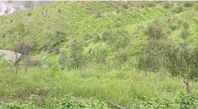 42 Bigha Agricultural/Farm Land for Sale in Chail, Shimla