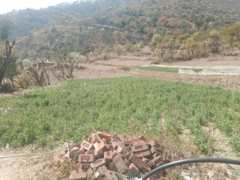 45 Bigha Agricultural/Farm Land for Sale in Theog, Shimla