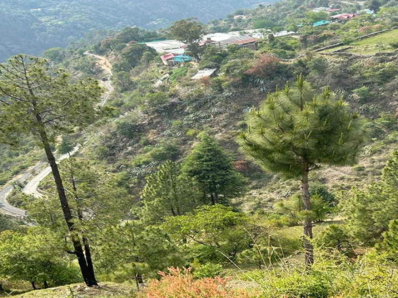 2 Bigha Commercial Lands /Inst. Land for Sale in Mashobra, Shimla