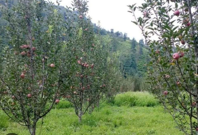 5 Bigha Agricultural/Farm Land for Sale in Himachal Pradesh