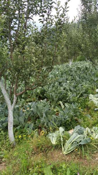 13 Bigha Agricultural/Farm Land for Sale in Main Road, Shimla