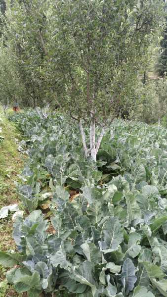 13 Bigha Agricultural/Farm Land for Sale in Main Road, Shimla