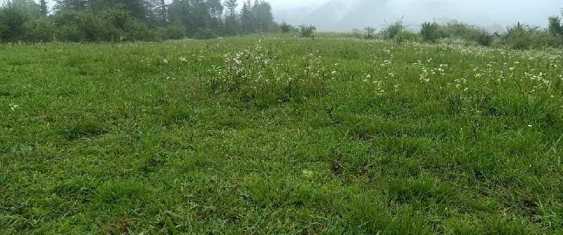37 Bigha Agricultural/Farm Land for Sale in Chail, Shimla