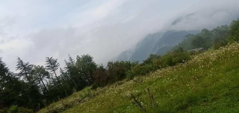 37 Bigha Agricultural/Farm Land for Sale in Chail, Shimla