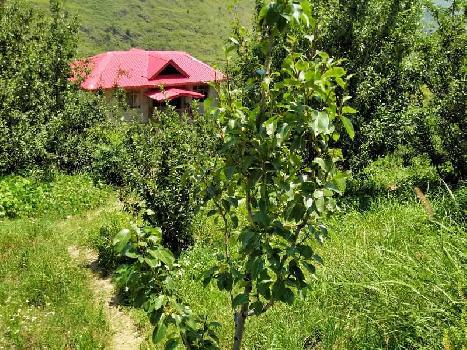 50 Bigha Agricultural/Farm Land for Sale in Chhaila, Shimla