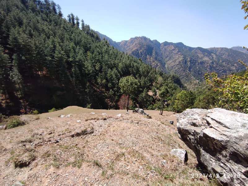 15 Bigha Agricultural/Farm Land for Sale in Mashobra, Shimla