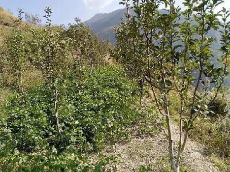 11 Bigha Agricultural/Farm Land for Sale in Jubbal, Shimla