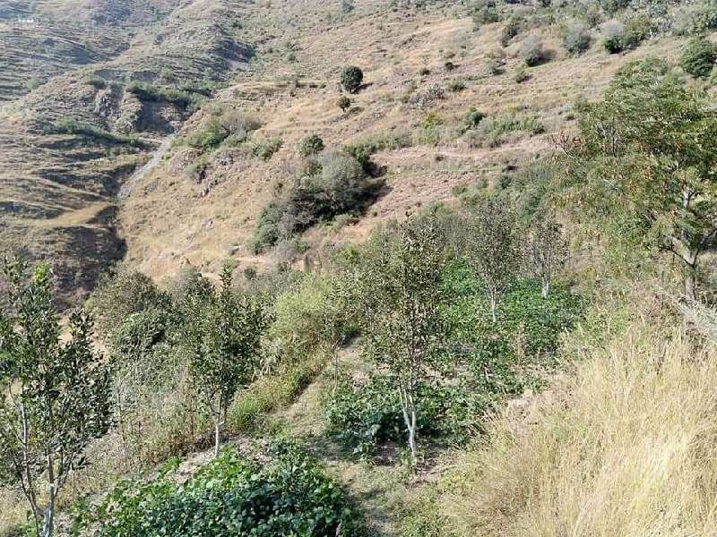 11 Bigha Agricultural/Farm Land for Sale in Jubbal, Shimla