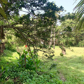 3400 Sq. Meter Residential Plot for Sale in Chinchinim, Goa