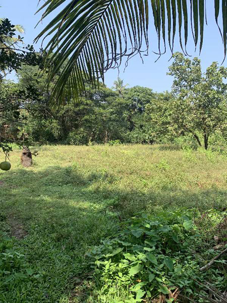 3400 Sq. Meter Residential Plot for Sale in Chinchinim, Goa