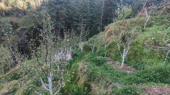 Property for sale in Narkand, Shimla