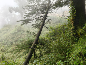 Property for sale in Jakhu, Shimla
