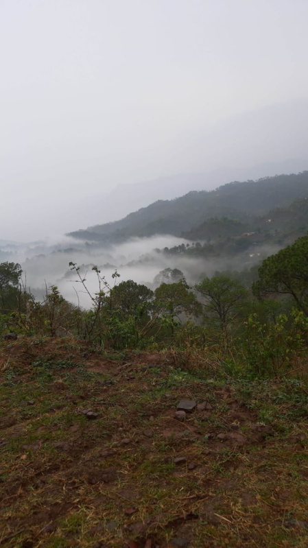 73 Biswa Agricultural/Farm Land For Sale In Kasauli, Solan (3300 Sq. Yards)