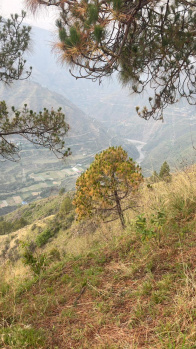 Property for sale in Rajgarh Road, Solan