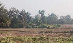 PLOT WISE SALE PRIME PROPERTY FARM HOUSE AND AGRICULTURAL LAND AT GABBERIA AMTOLA SOUTH 24 PARAGANS