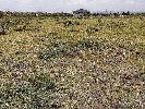 Residential Plot for Sale in Vidhyadhar Nagar, Jaipur