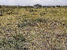 Residential Plot for Sale in Vidhyadhar Nagar, Jaipur