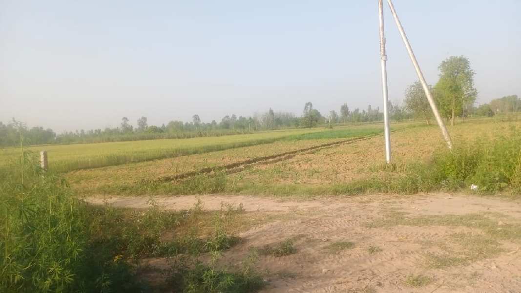 67 Acre Agricultural/Farm Land For Sale In Pehowa, Kurukshetra