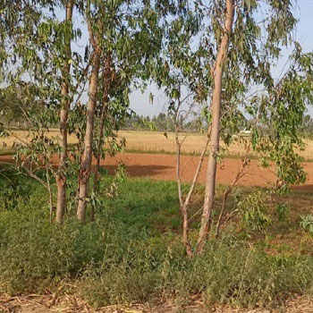 5 Acre Agricultural/Farm Land for Sale in Pehowa, Kurukshetra