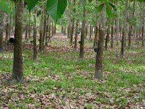 5.5 acres of Chandan/ Sandal wood plantation