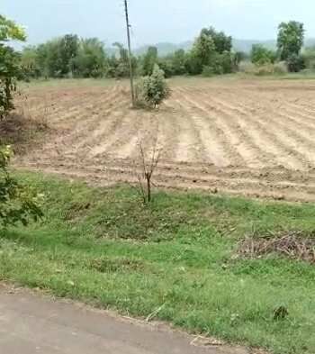 10 acres irrigated land for sale at Village Jatamkhora
