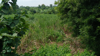 3 acres agricultural land available for sale near Law University Borkhedi