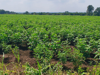 Clear title single owner 48 acres land for sale