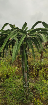 02 acres of road touch Dragon fruit plantation for sale